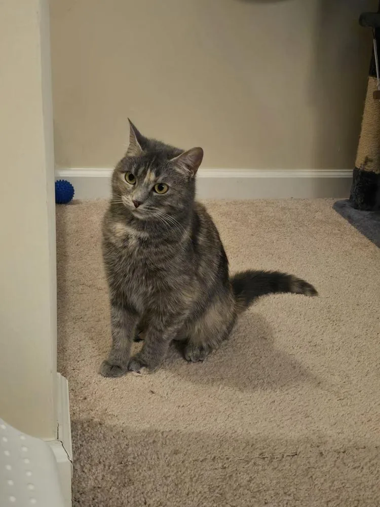 Smokey Rose thumbnail 4