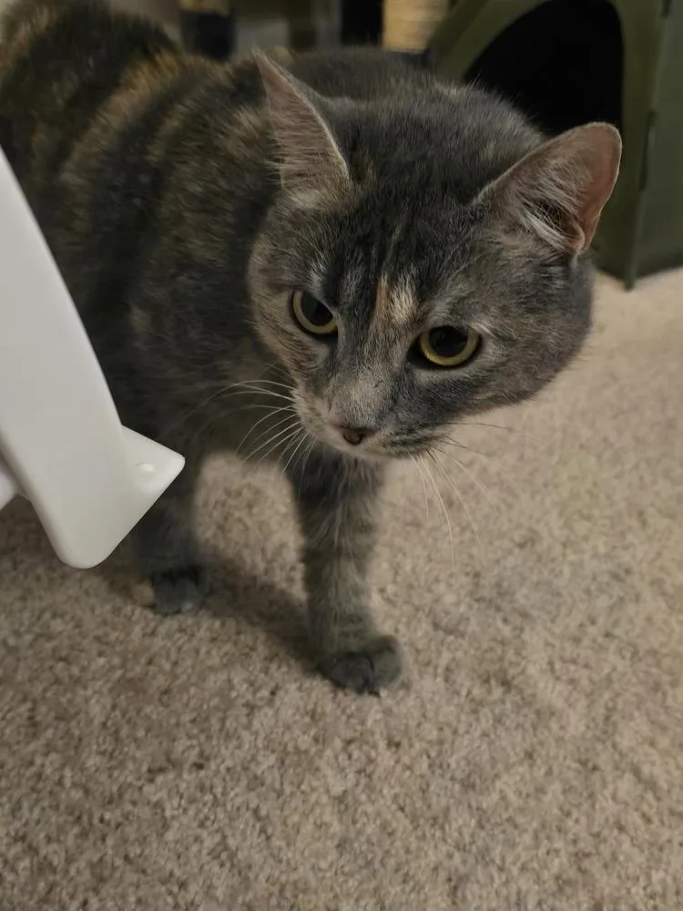 Smokey Rose thumbnail 5