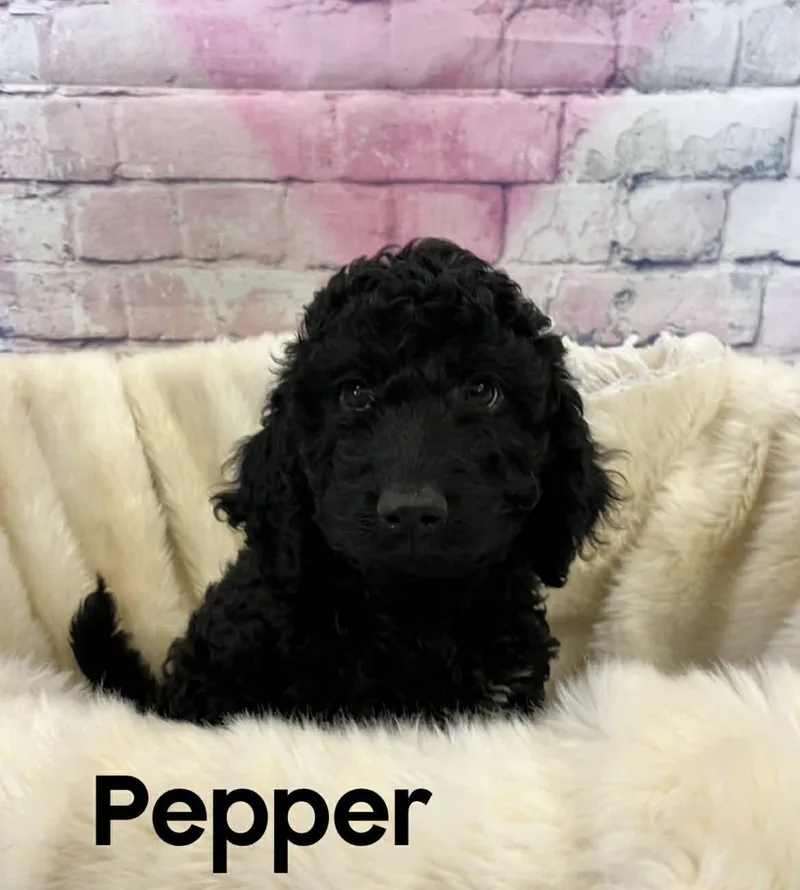 A baby medium-sized female Black Aussiedoodle dog named Pepper for adoption in Quincy, MI