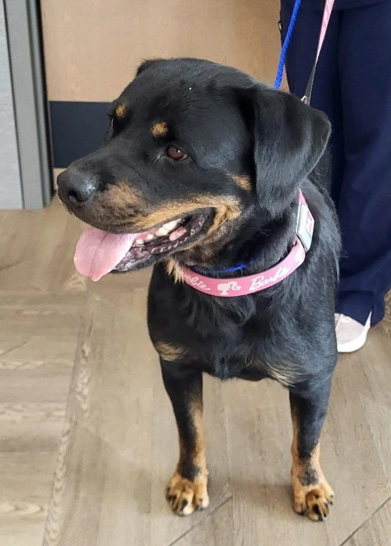 An adult large-sized female Black Rottweiler dog named Ella for adoption in Oswego, IL
