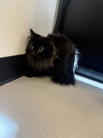 An adult small-sized female Domestic Long Hair cat named Paprika for adoption in West Chester, PA