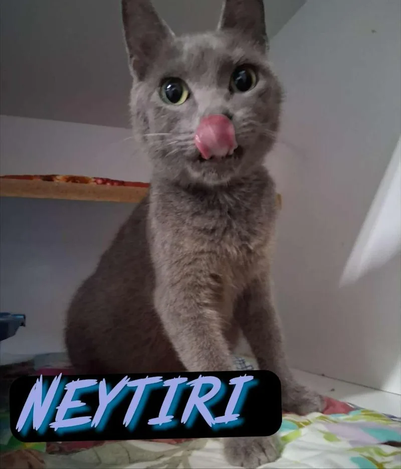 A young small-sized female Domestic Short Hair cat named Neytiri for adoption in Hillsboro, OH