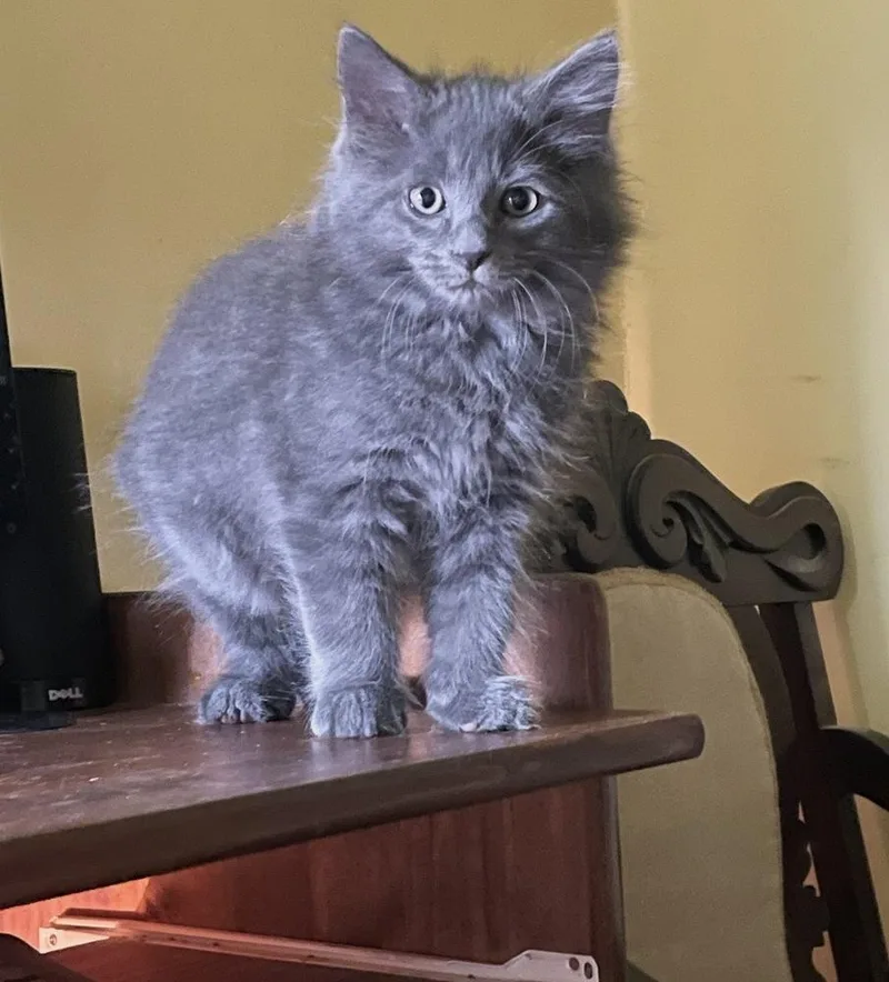 Sampson