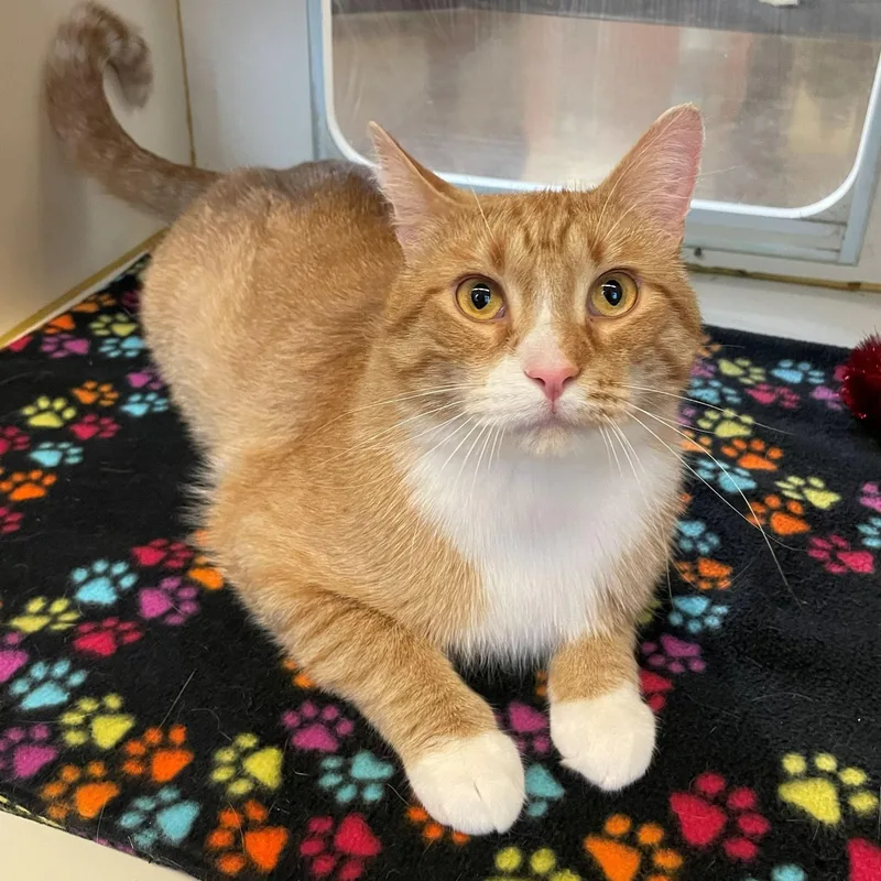 An adult medium-sized male Tabby (Orange / Red) Domestic Short Hair cat named Kwazii for adoption in Rochester, MN