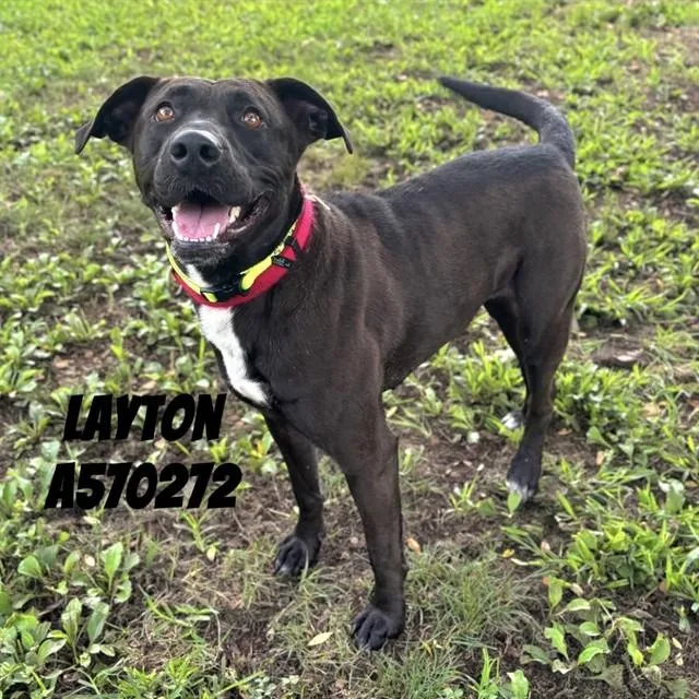 An adult medium-sized female Pit Bull Terrier dog named Layton for adoption in Huntsville, AL