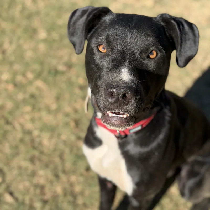A young medium-sized male Black Mixed Breed dog named Vinnie for adoption in Tunica, MS
