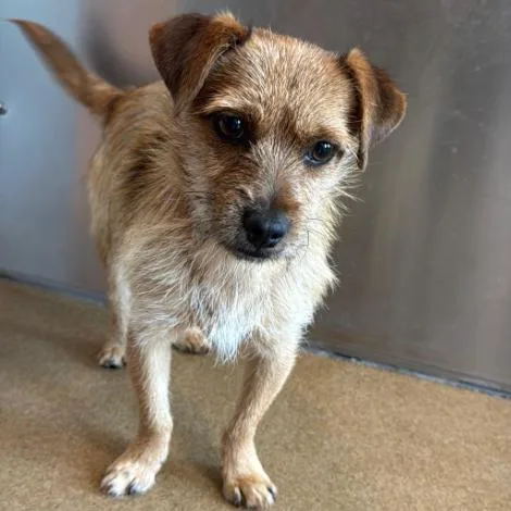 A young small-sized male Brown / Chocolate Terrier dog named Ralph for adoption in Middletown, NY