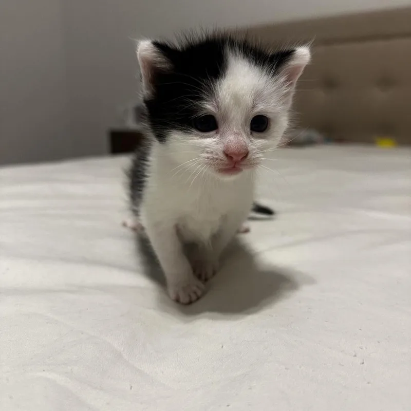 A baby small-sized female White Domestic Medium Hair cat named Tavi Kit for adoption in St. Louis, MO