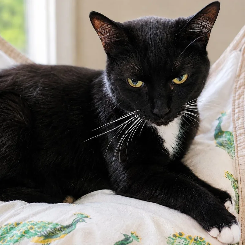 A senior medium-sized female Black & White / Tuxedo American Shorthair cat named Mittens for adoption in Kansas City, MO