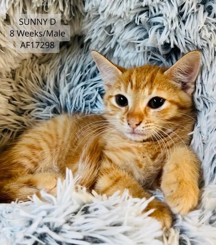 A young medium-sized male Tabby (Orange / Red) Domestic Short Hair cat named Sunny D for adoption in Supply, NC