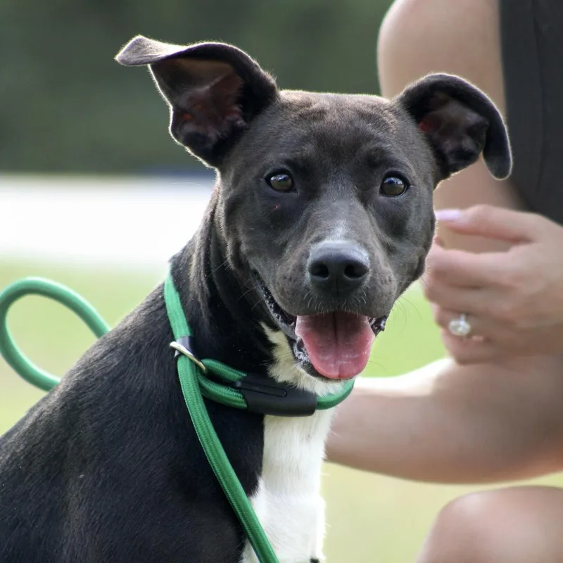 A young medium-sized female Mixed Breed dog named Maeve for adoption in Columbia, SC