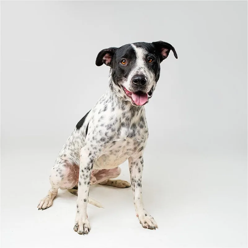 An adult large-sized male Black Mixed Breed dog named Squirrel for adoption in Palm Springs, CA