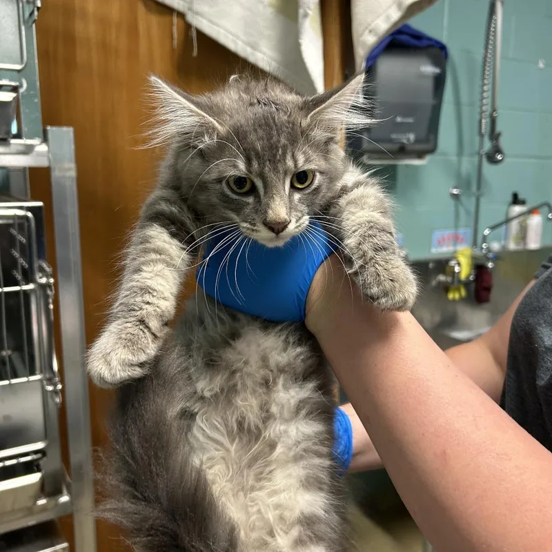 A baby small-sized male Gray / Blue / Silver Domestic Long Hair cat named Rowdyruff for adoption in Walden, NY