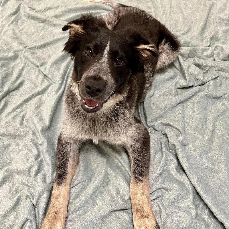 A baby large-sized male Border Collie dog named CJ the Puppy! for adoption in Burlingame, CA