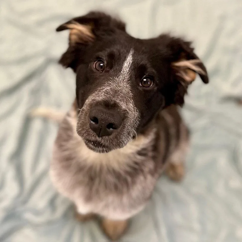 CJ the Puppy! thumbnail 2