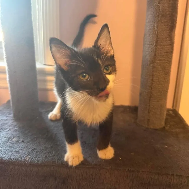 A baby small-sized female Black Domestic Short Hair cat named Pearl for adoption in Jarrettsville, MD