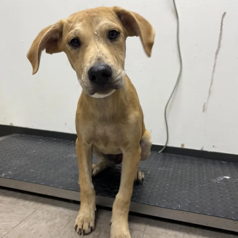 A baby small-sized male Hound dog named Sawyer for adoption in Parrish, AL
