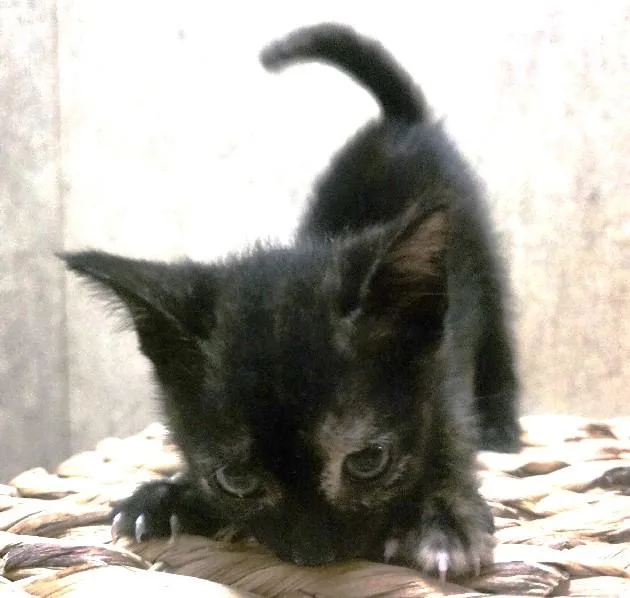 Snickers thumbnail 2