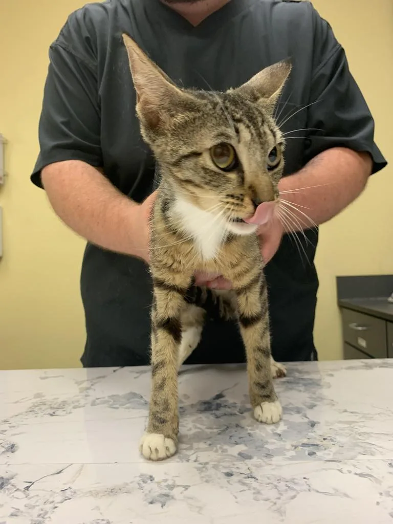 A young medium-sized female Domestic Short Hair cat named Sox for adoption in Florence, SC