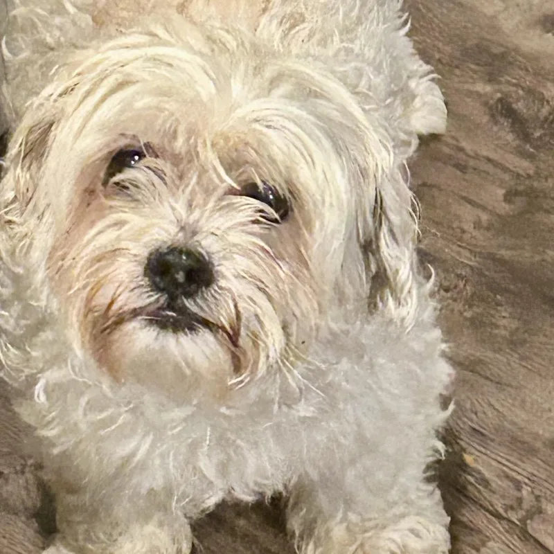 A senior small-sized male White / Cream Mixed Breed dog named Dexter for adoption in Rockville, MD