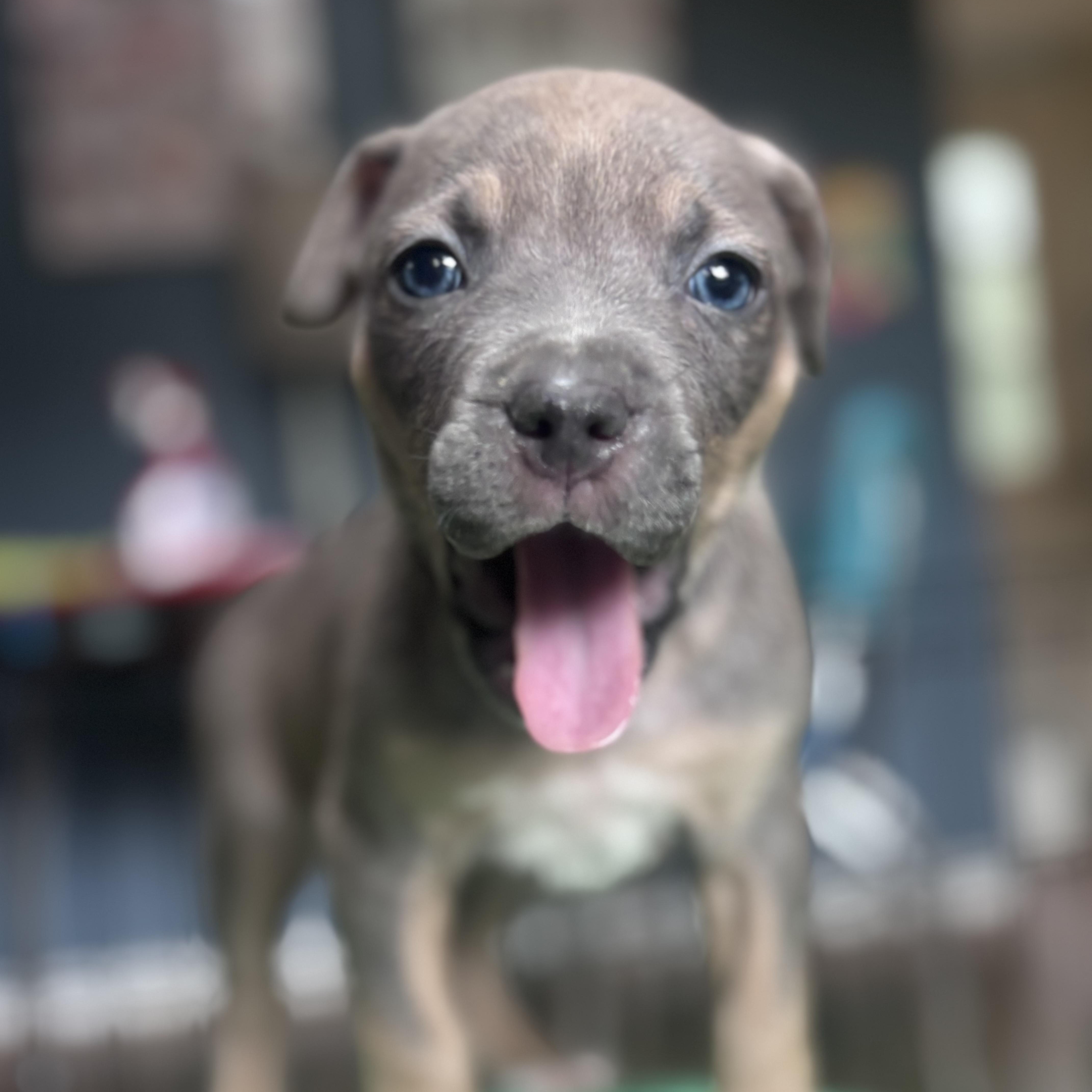 A baby medium-sized male Gray / Blue / Silver Black Labrador Retriever dog named Rascal Little Rascals for adoption in Andover, MA
