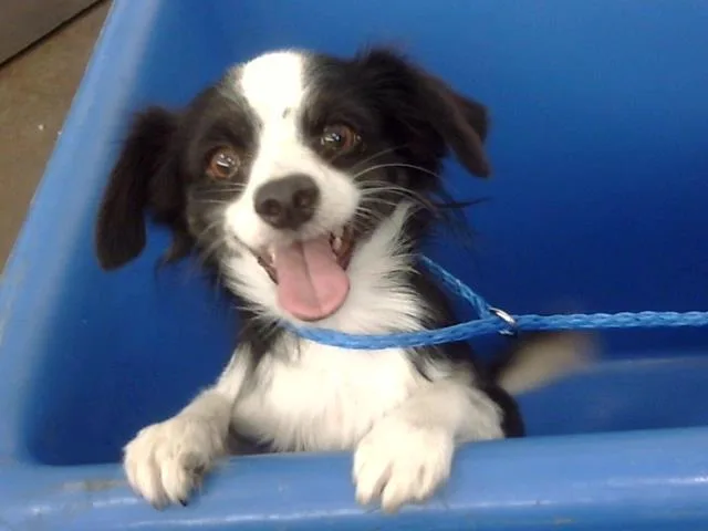 An adult small-sized male Mixed Breed dog named Echo for adoption in Dallas, TX