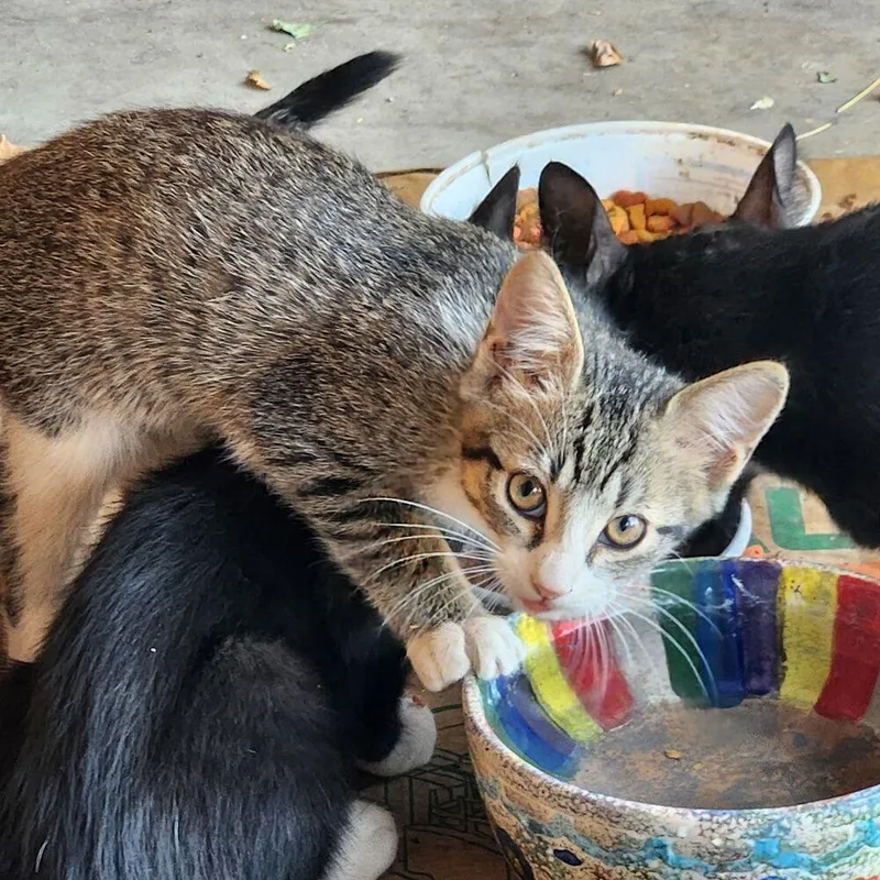 A baby small-sized female Domestic Short Hair cat named Scout for adoption in Albuquerque, NM