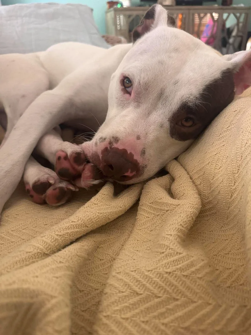 An adult medium-sized male Pit Bull Terrier dog named Georgie for adoption in Mount Pleasant, SC