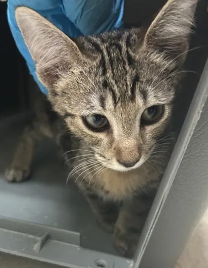 A baby small-sized female Domestic Short Hair cat named Birdie for adoption in Honolulu, HI