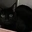 An adult medium-sized male Black Domestic Short Hair cat named Weezy for adoption in Yorkville, IL