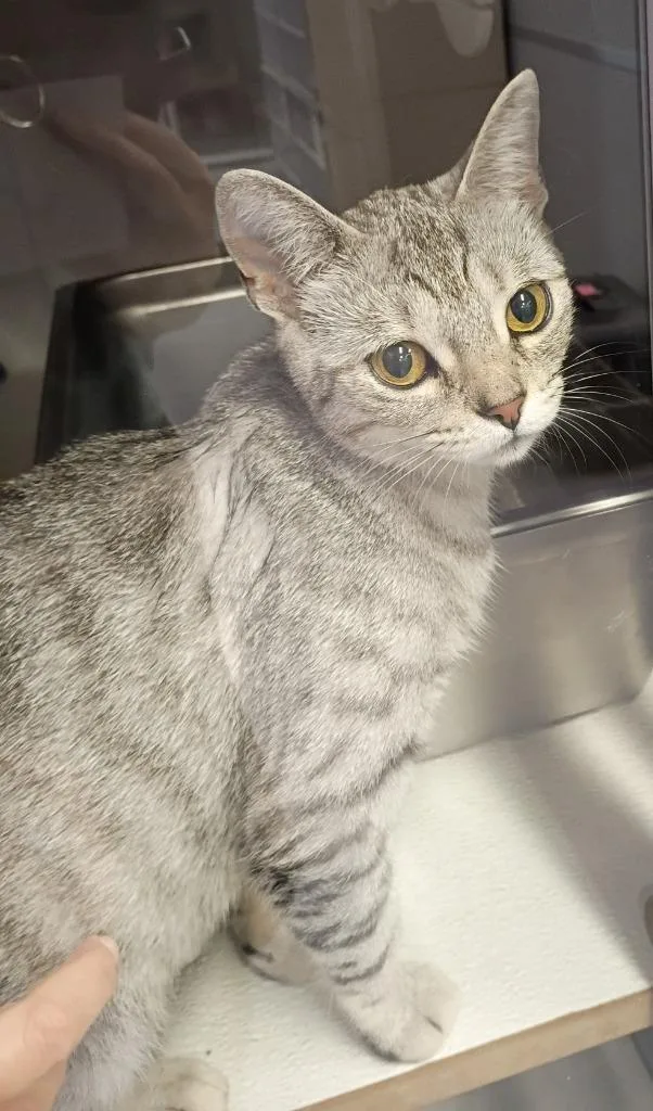 A young medium-sized female Domestic Short Hair cat named Mercy for adoption in Rockford, IL