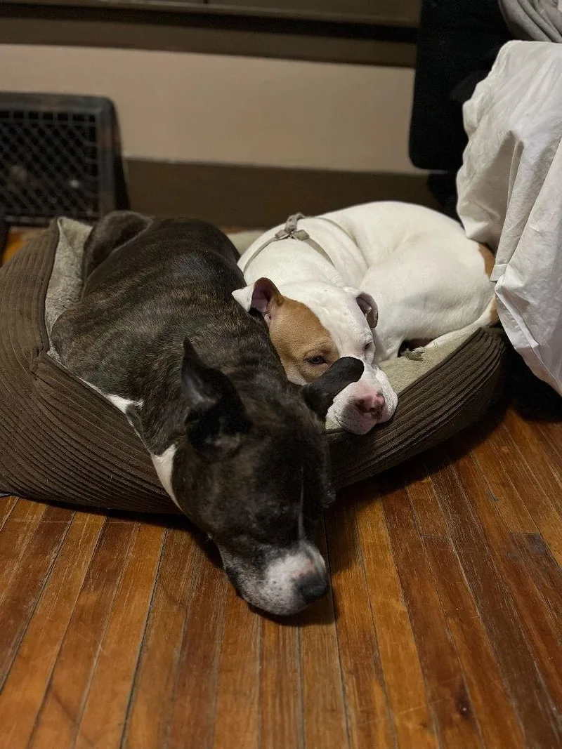 Zz Roxy~courtesy thumbnail 2