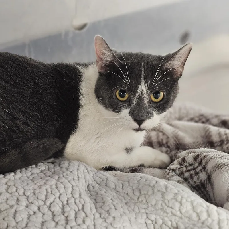 An adult medium-sized female Gray / Blue / Silver Domestic Short Hair cat named Falcon for adoption in Evansville, IN