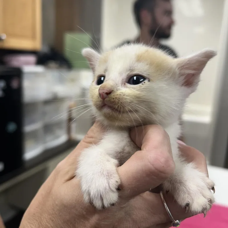 A baby small-sized female White Domestic Short Hair cat named Jolene for adoption in Starkville, MS