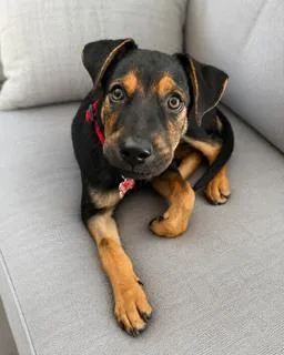 A baby medium-sized male German Shepherd Dog dog named Huckleberry for adoption in San Diego, CA