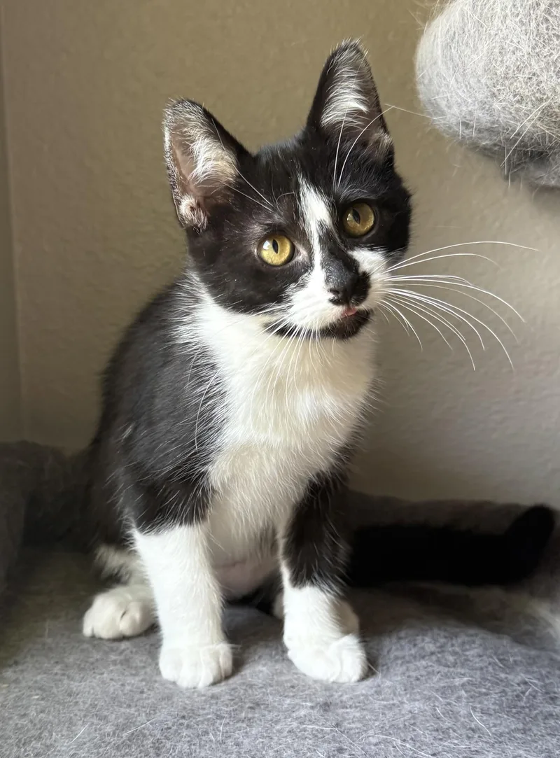 A baby medium-sized female Black & White / Tuxedo Tuxedo cat named Rumi for adoption in Bentonville, AR