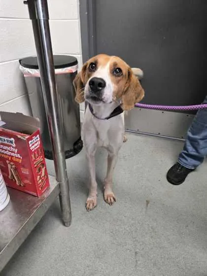 An adult medium-sized male Mixed Breed dog named Lafayette for adoption in Spruce Pine, NC