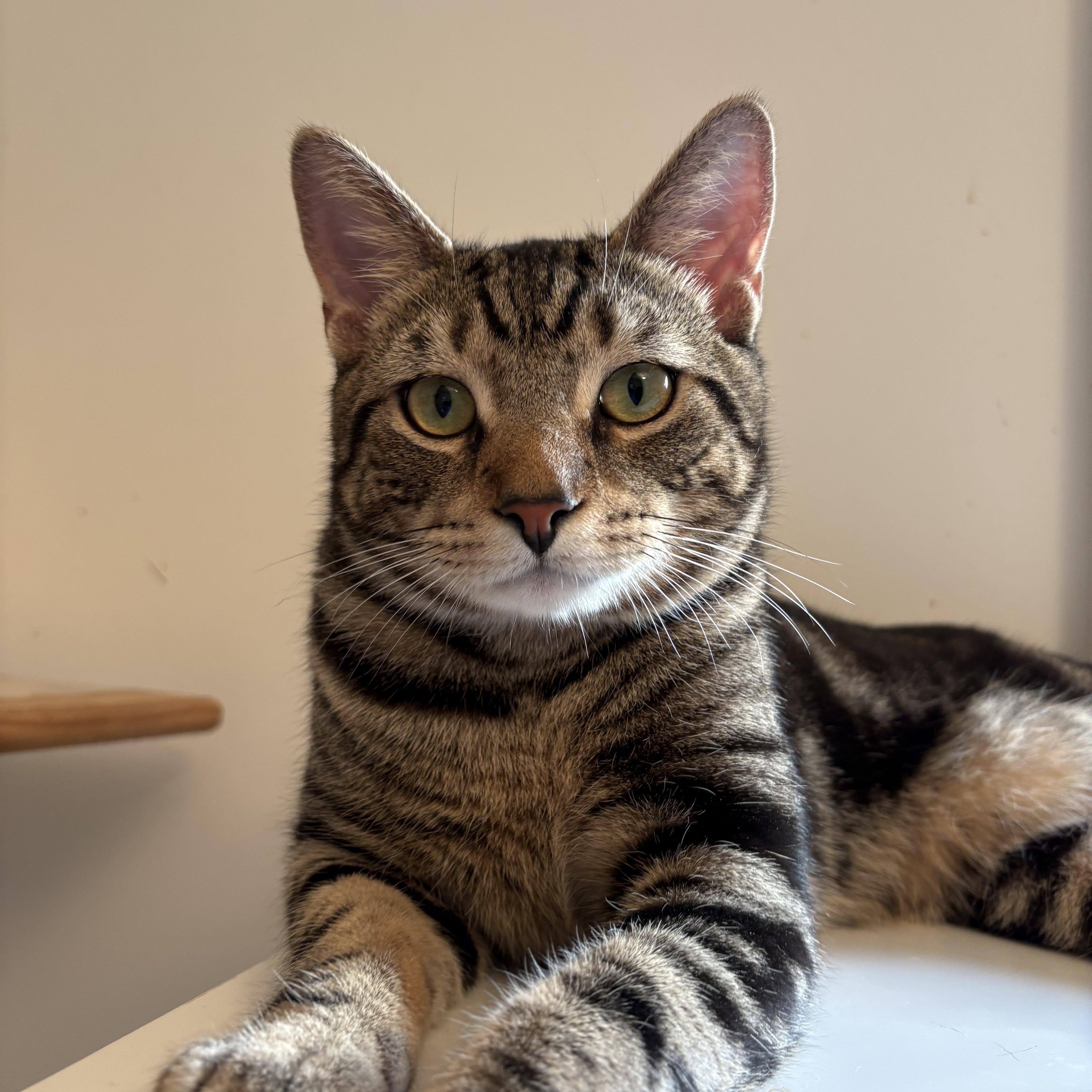 An adult medium-sized male Domestic Short Hair cat named Tiger for adoption in Ridgefield, CT