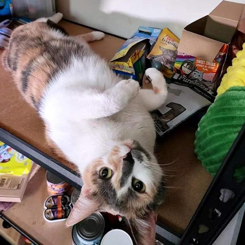An adult large-sized female Calico Domestic Short Hair cat named Belly Flop for adoption in Baltimore, MD