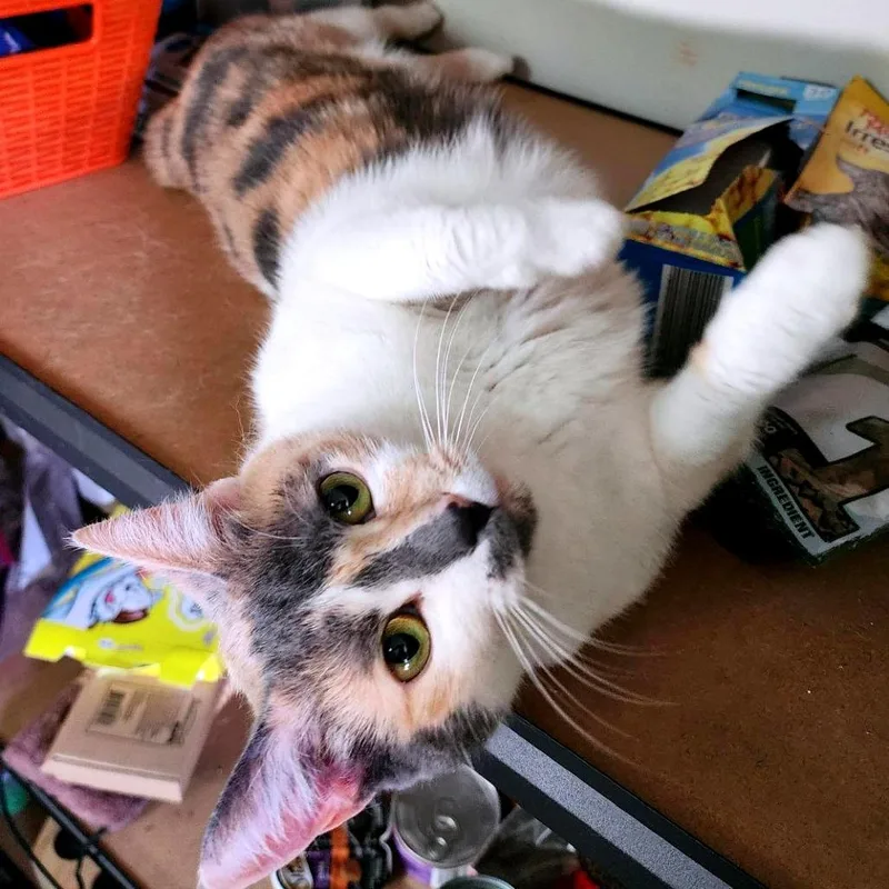 Belly Flop thumbnail 2