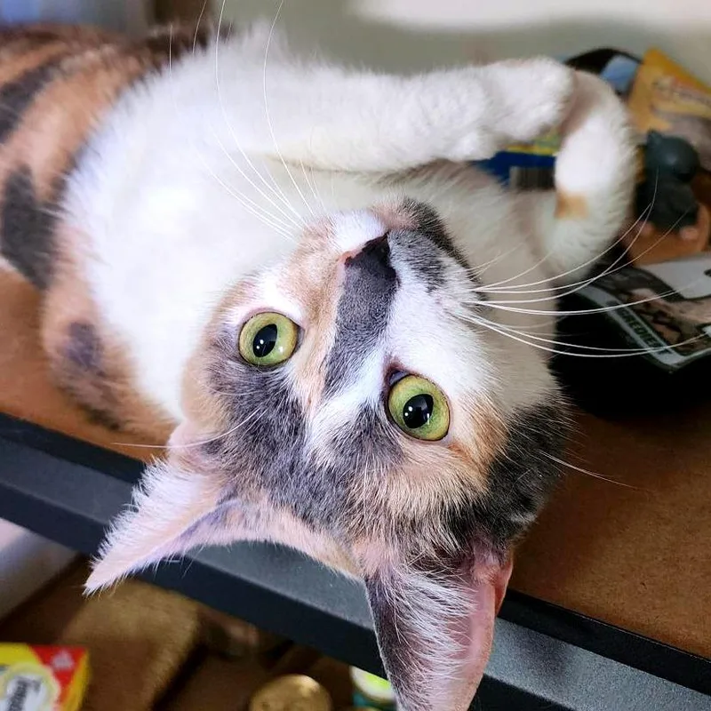 Belly Flop thumbnail 3