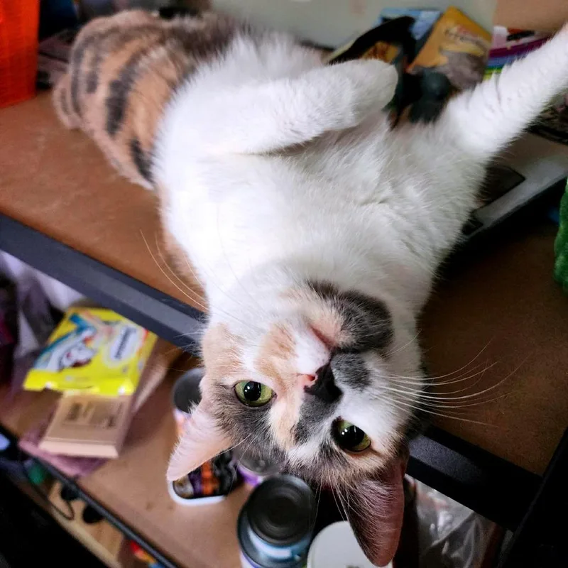 Belly Flop thumbnail 4