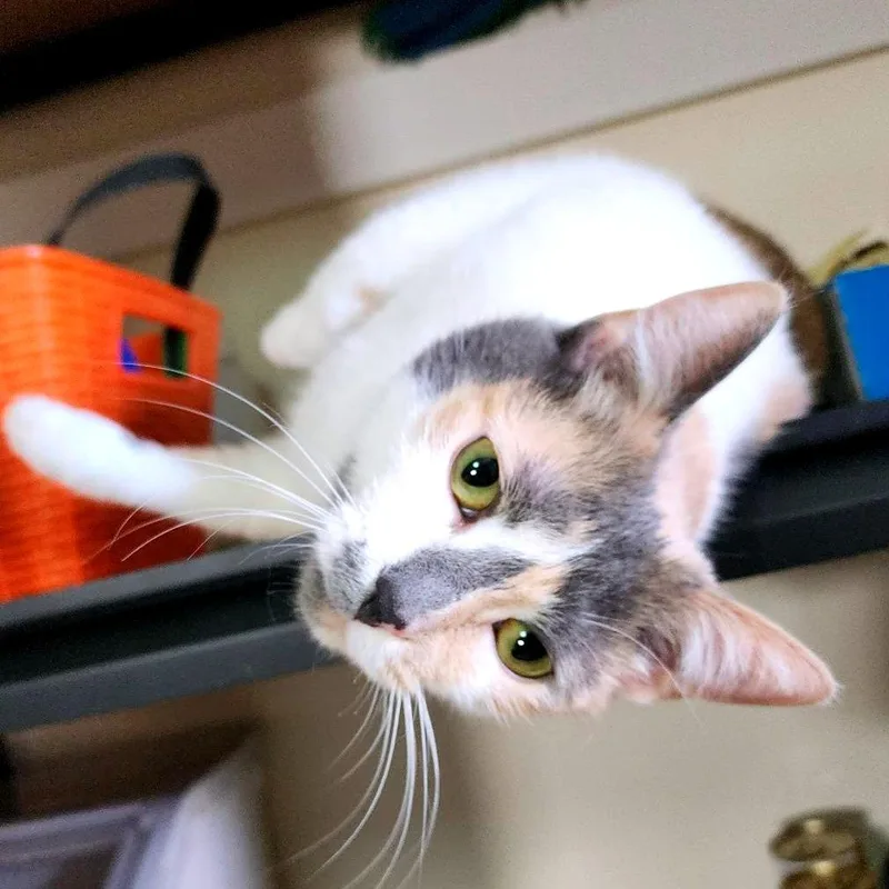 Belly Flop thumbnail 5