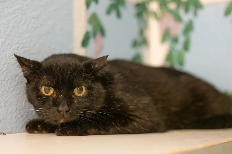 An adult medium-sized male Domestic Short Hair cat named Midnight UCD for adoption in Lincoln, CA