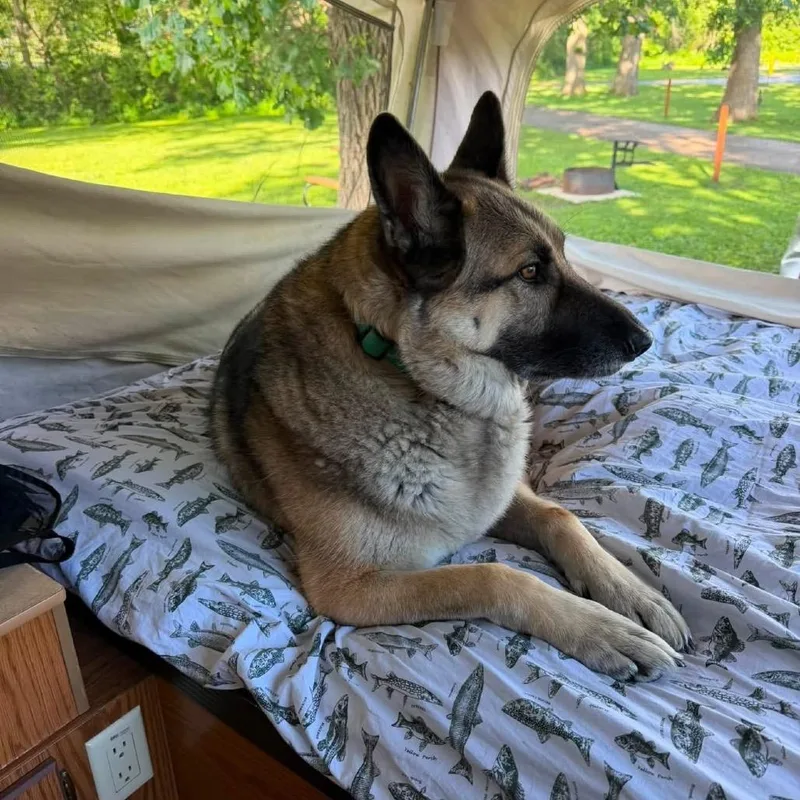 An adult large-sized female Gray / Blue / Silver Shepherd dog named Osa for adoption in Van Horne, IA