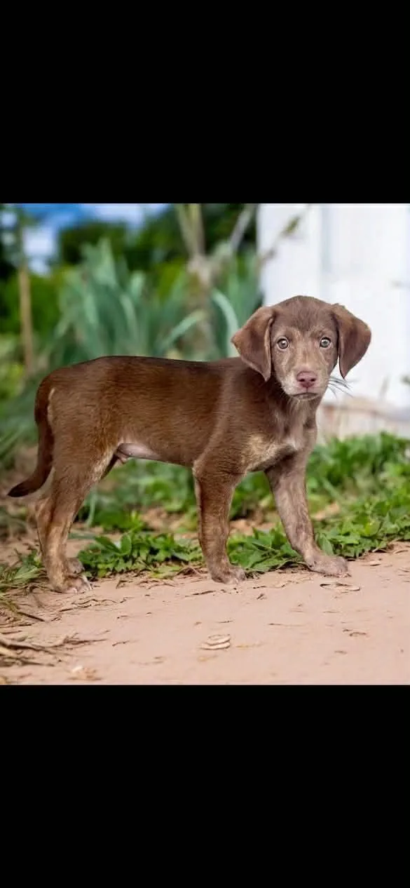 A baby medium-sized male Chocolate Labrador Retriever dog named Popcorn for adoption in Groton, CT