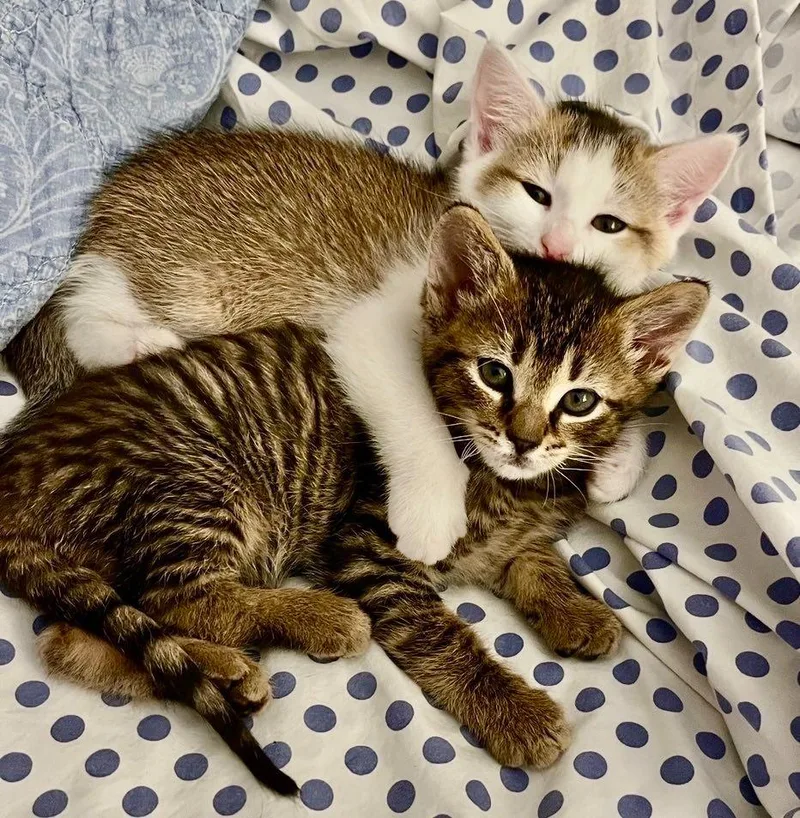 A baby small-sized female Domestic Short Hair cat named Mrs. Bennet for adoption in Sebastian, FL
