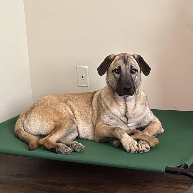 Lucky Ace thumbnail 2