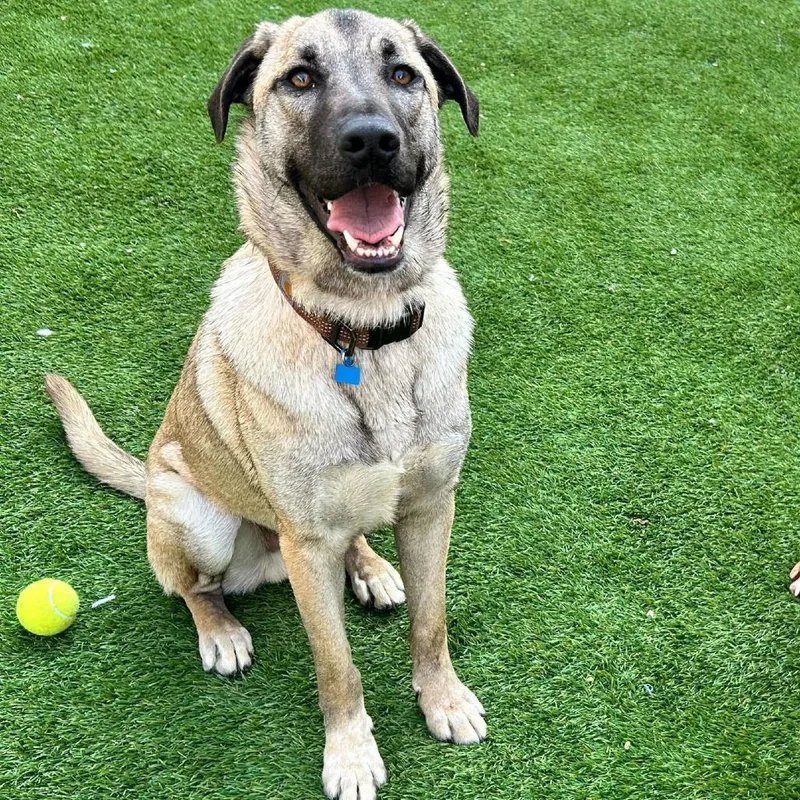 Lucky Ace thumbnail 3