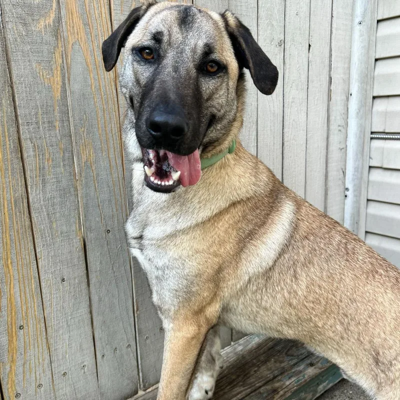 Lucky Ace thumbnail 4